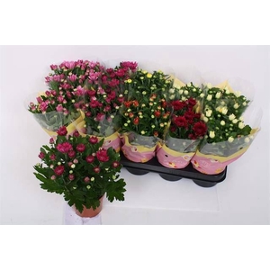 Chrysanthemum   ..rosebud mix