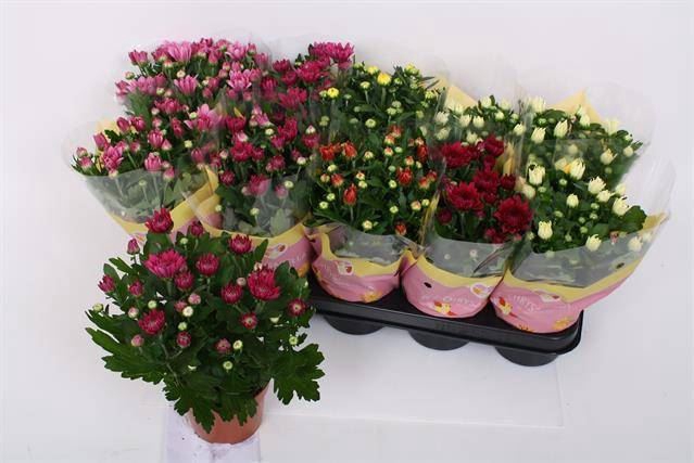 <h4>Chrysanthemum   ..rosebud mix</h4>