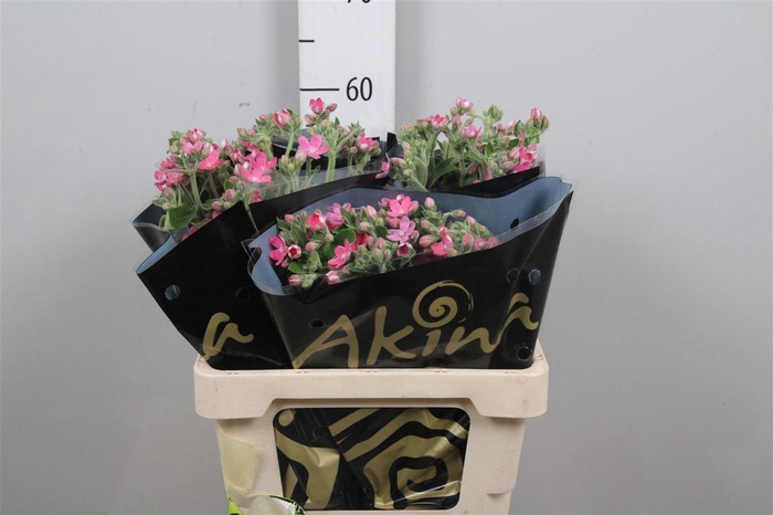 <h4>Oxy Co Br Diana</h4>