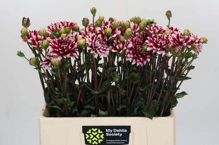<h4>Dahlia Fiorentina</h4>