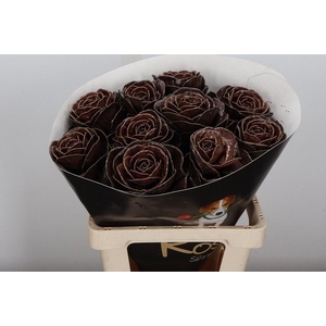 Brassica Wx (ex) Choco