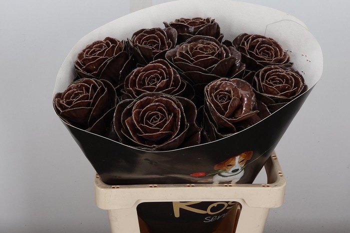 <h4>Brassica Wx (ex) Choco</h4>