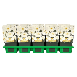 Leucanthemum maximum