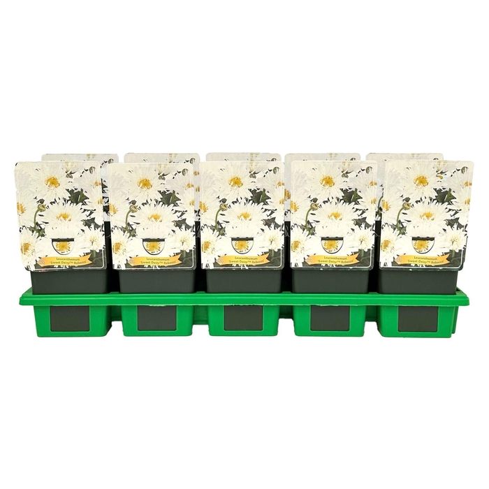 <h4>Leucanthemum maximum</h4>