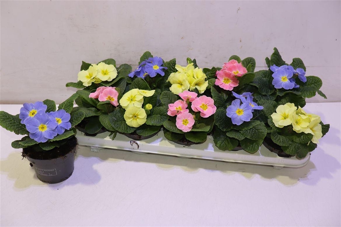 <h4>arr8 Prim Ac Candy Gem</h4>