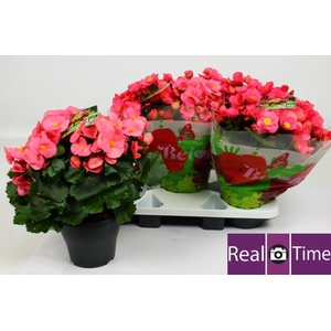 BEG HL BELOVE ROSE