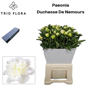 Paeonia 'Duchesse de Nemours L Box