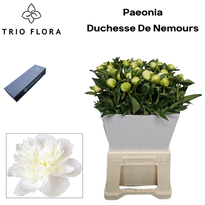 <h4>Paeonia 'Duchesse de Nemours S Box</h4>