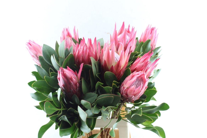 <h4>Protea Cy Madiba</h4>