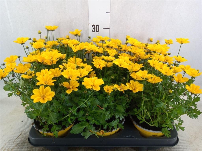 <h4>Bidens fer. 'Golden Empire'</h4>