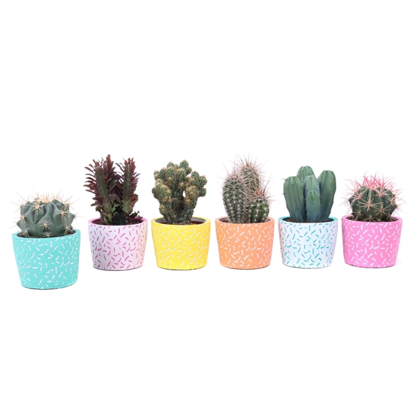 <h4>Cactus mix 10,5 cm in Merida sierpot</h4>