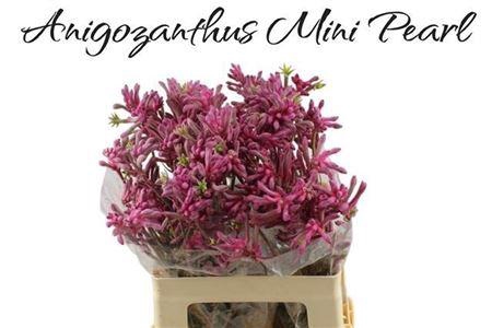 <h4>ANIGOZ MINI PEARL</h4>