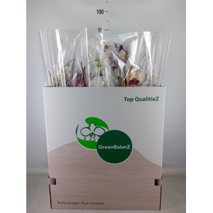 Phalaenopsis   ...mix