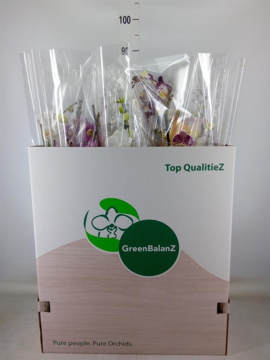 <h4>Phalaenopsis   ...mix</h4>