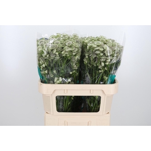 Astr Billion Star Xl