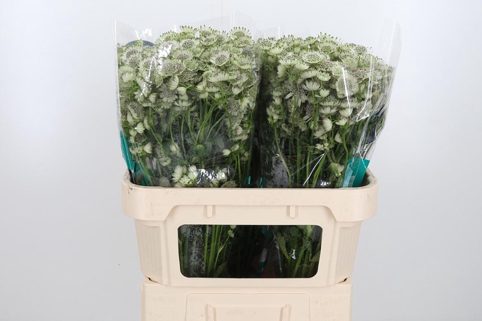 <h4>Astr Billion Star Xl</h4>