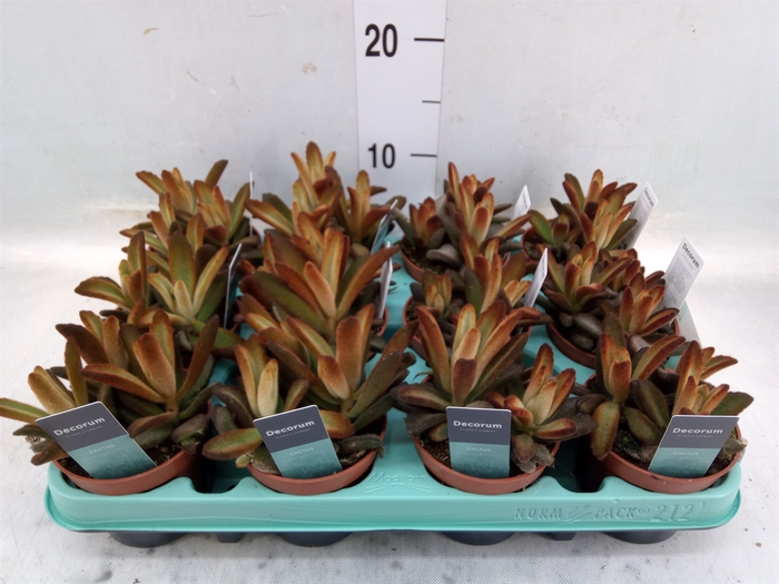 <h4>Kalanchoe NF tomentosa</h4>