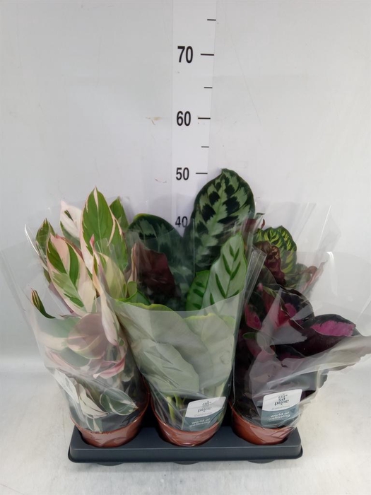 <h4>Calathea ...mix</h4>