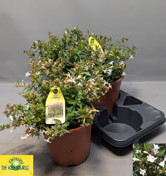 <h4>ABEL GRANDIFLORA</h4>