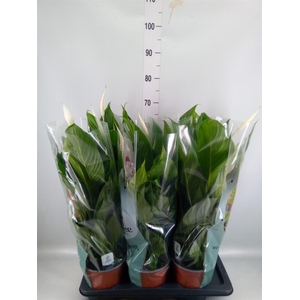 Spathiphyllum  'Bingo Cupido'