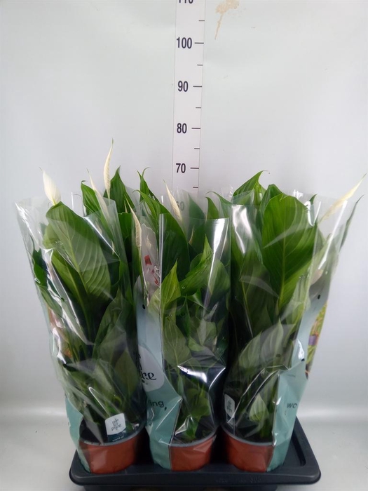 <h4>Spathiphyllum  'Bingo Cupido'</h4>