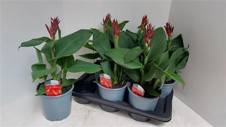 Canna Can Red Shades