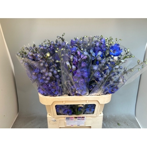 DELPH DU AURORA BLUE