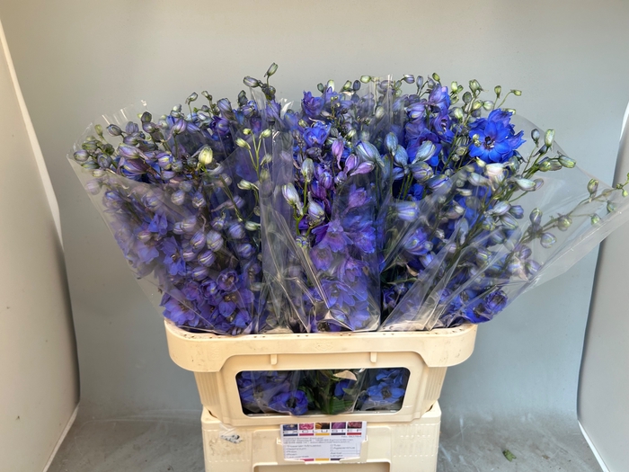 <h4>DELPH DU AURORA BLUE</h4>