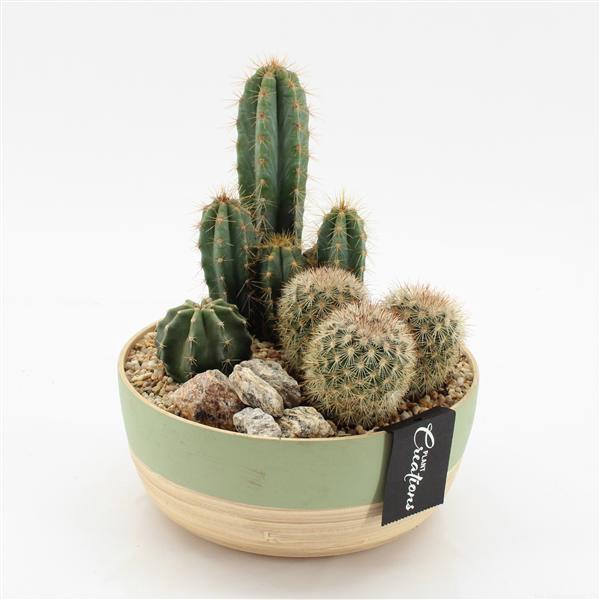 <h4>CTCR-2547 Cactus Essentials</h4>