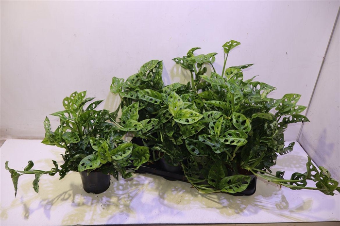 <h4>Monstera Adansonii</h4>