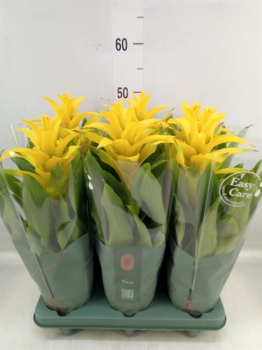 <h4>Guzmania 'Diana'</h4>