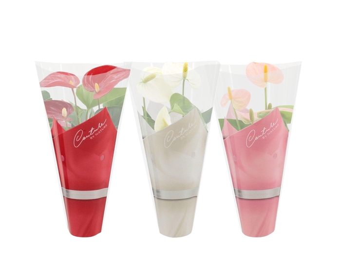 <h4>Anthurium 7 cm 3 color mix in Couture sleeve</h4>