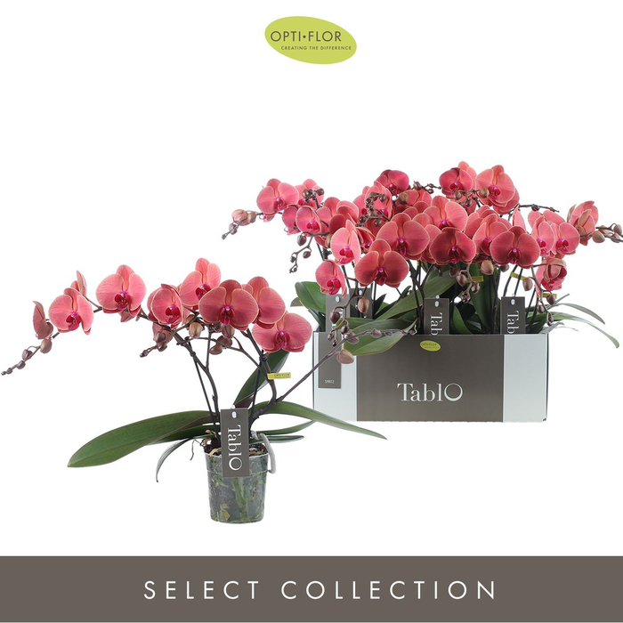 PHAL OPTI TABLO SPRITZ 2 SPIKE