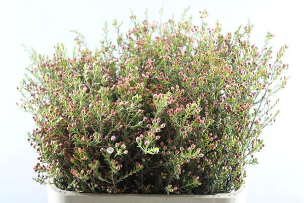 <h4>Chame Knop Wax(80cm)</h4>