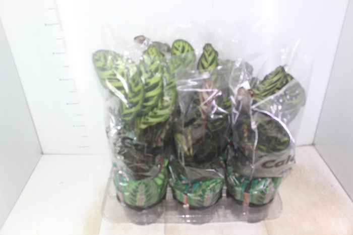 <h4>CALATHEA MAKOYAMA P17</h4>