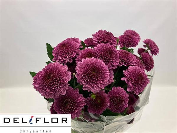 <h4>CHR T FABIENNE PURPL</h4>
