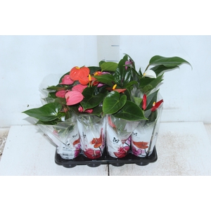 ANTHURIUM VARIADO P06