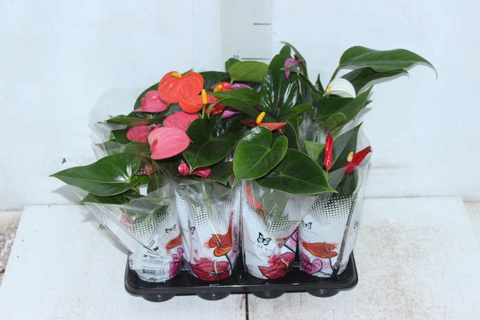 ANTHURIUM VARIADO P06