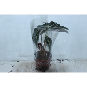 ALOCASIA POLLY P17