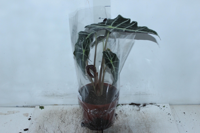 <h4>ALOCASIA POLLY P17</h4>