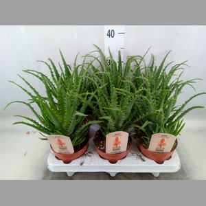 Aloe arborescens