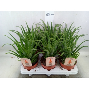 Aloe arborescens