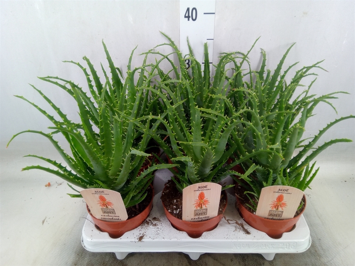 <h4>Aloe arborescens</h4>