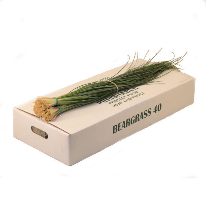 <h4>Xerophyllum tenax 'Beargrass' ./bos</h4>