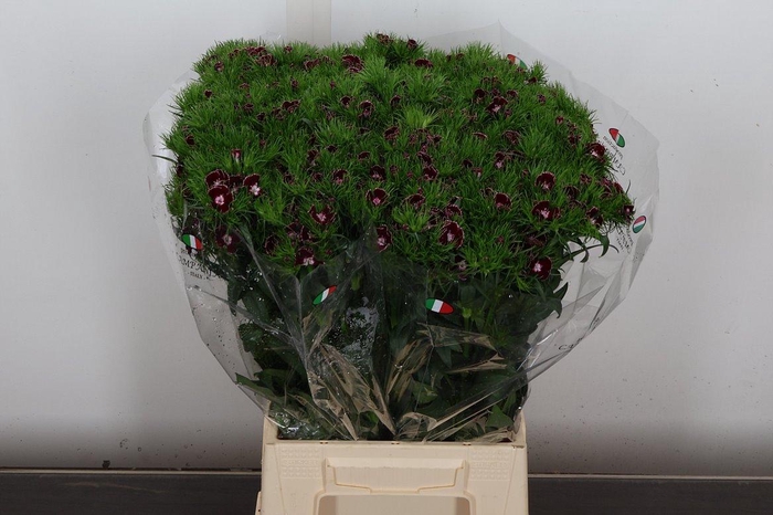 <h4>Di Barb Bicolor Burgundy</h4>