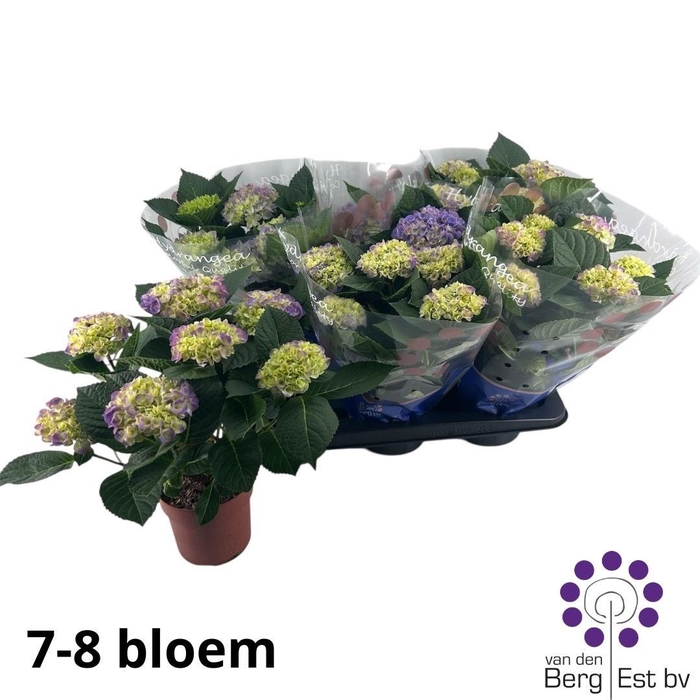 <h4>HYDR M HI MEADOW</h4>