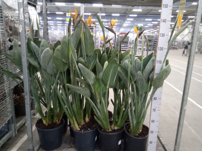 <h4>Strelitzia reg.</h4>