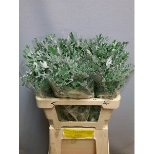 JACOBAEA MARITIMA