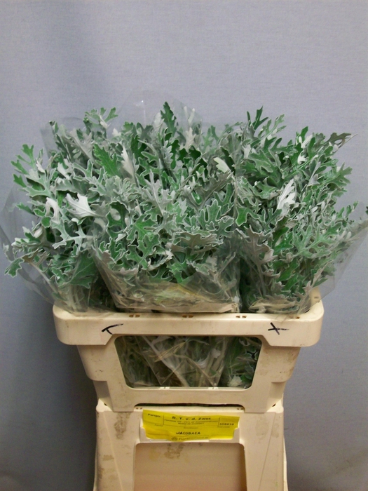 <h4>JACOBAEA MARITIMA</h4>