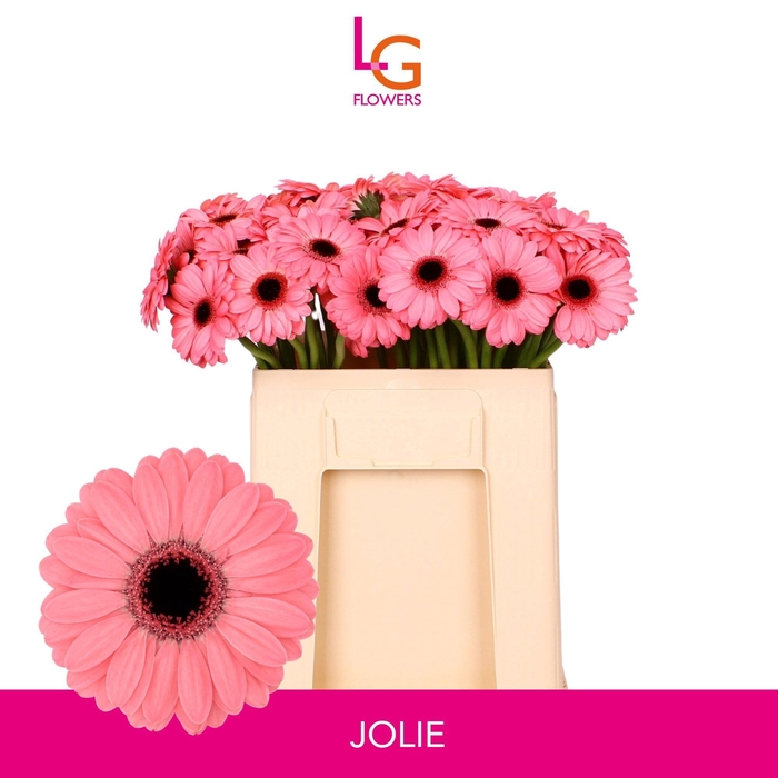 <h4>GE MI JOLIE</h4>